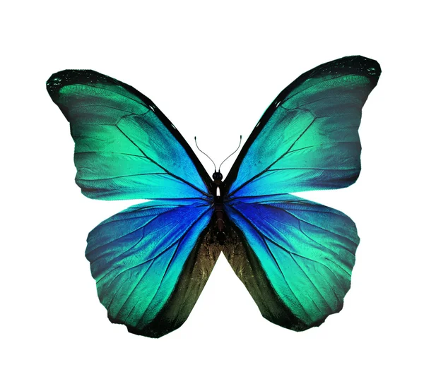 Grüne Farbe Schmetterling — Stockfoto