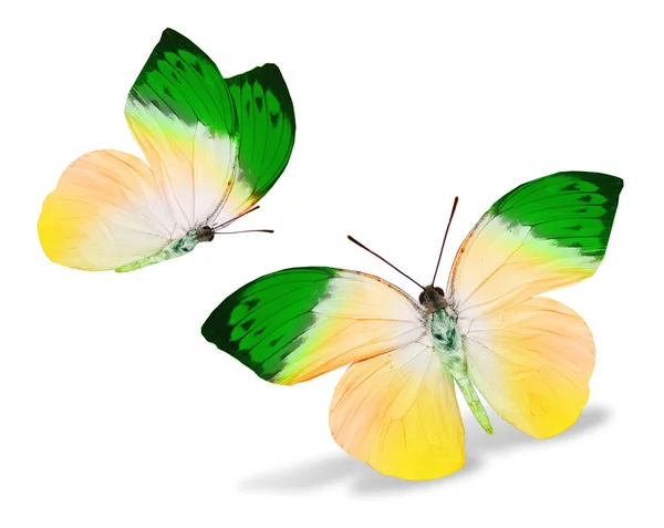 Színes pillangók — Stock Fotó