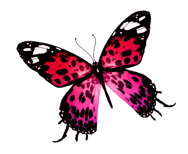 Red and black color butterfly — Stock Photo, Image