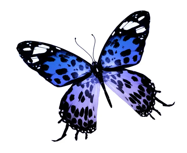 Blue color butterfly — Stock Photo, Image