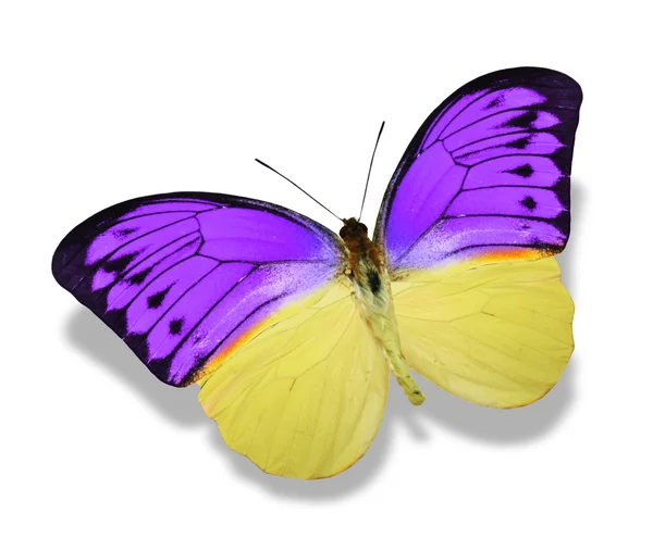 Желтые и фиолетовые цвета бабочки — стоковое фото