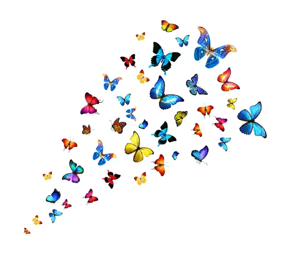 Flock of colorful butterflies — Stock Photo, Image