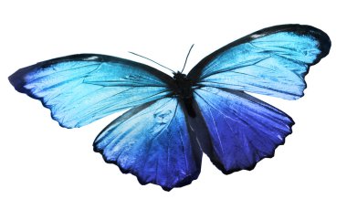 Mavi renkli kelebek