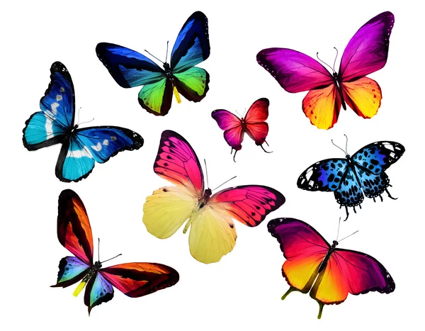 Papillons colorés — Photo