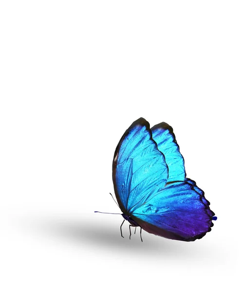 Blue color butterfly — Stock Photo, Image