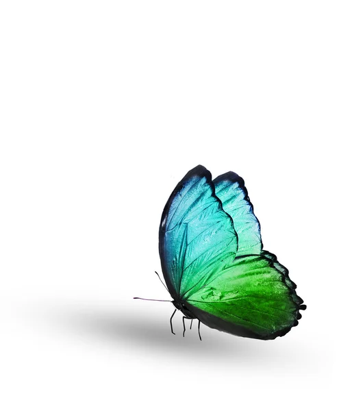 Green color butterfly — Stock Photo, Image