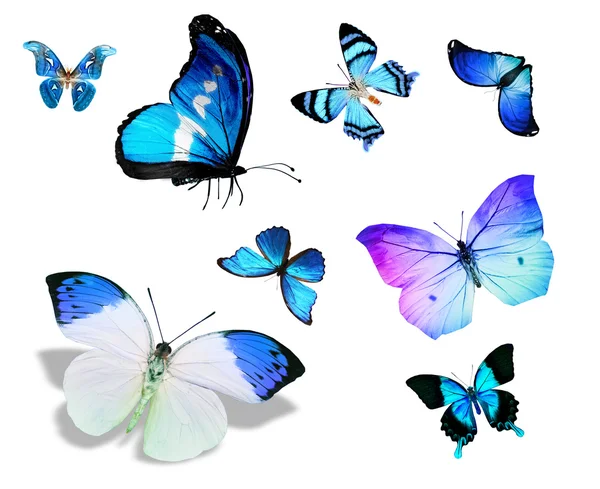 Manada de mariposas azules — Foto de Stock