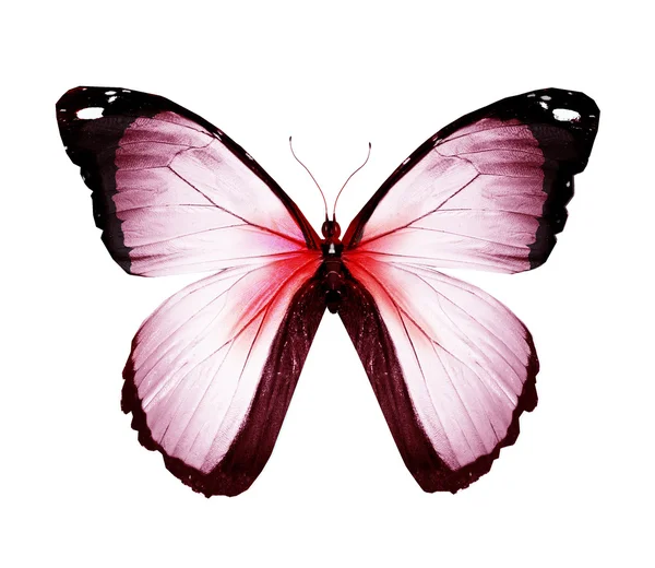 Kleur van witte en rode vlinder — Stockfoto