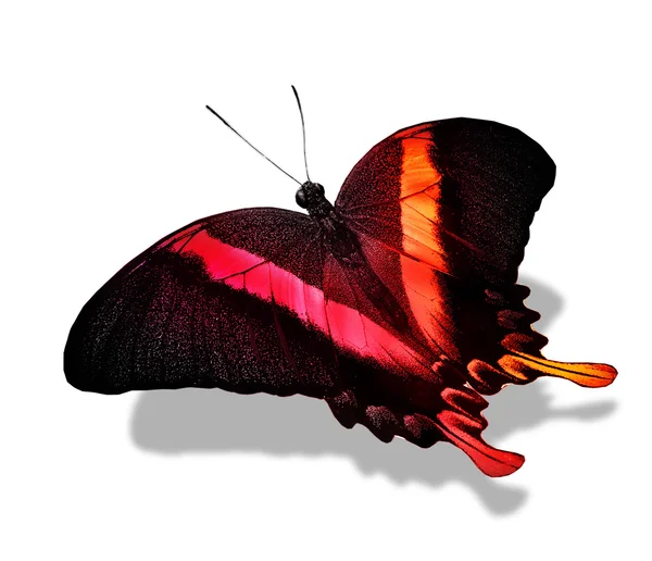 Kırmızı ve siyah renk kelebek — Stok fotoğraf