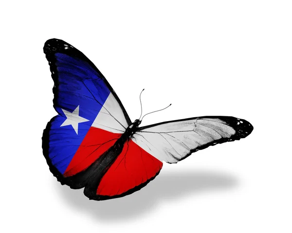 Texas  flag butterfly — Stock Photo, Image