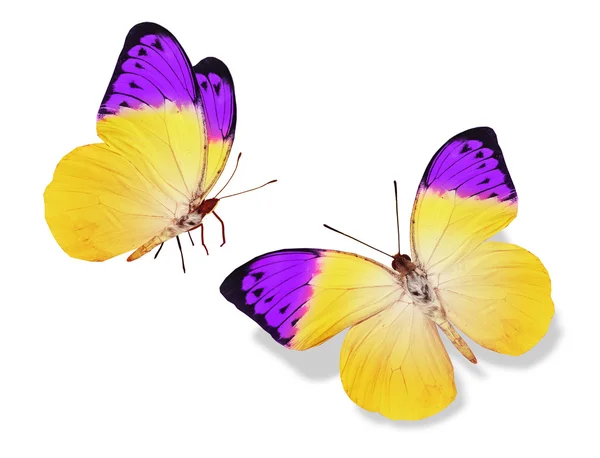 Жовті і фіолетові метелики — стокове фото