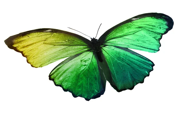 Πράσινο χρώμα πεταλούδα — Φωτογραφία Αρχείου