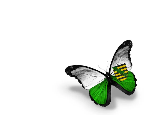 Sasko vlajka motýl — Stock fotografie