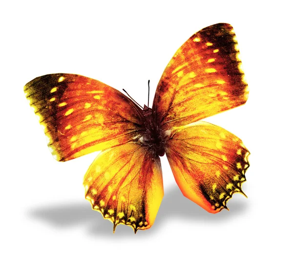 Gul färg fjäril — Stockfoto