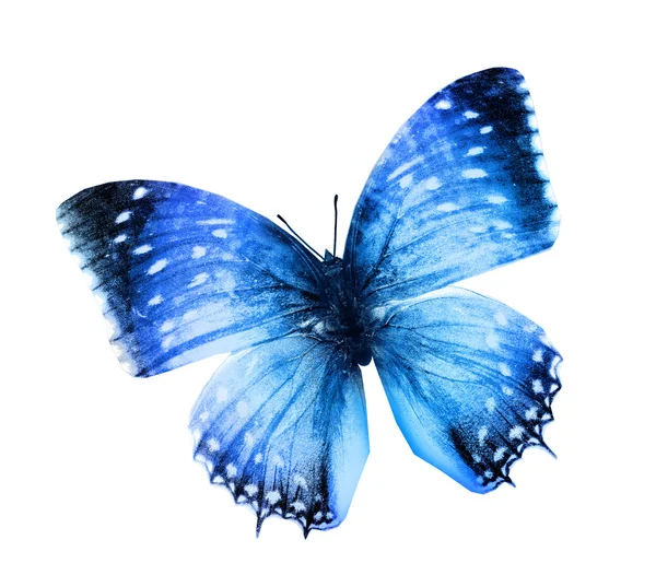 Синій колір метелик — стокове фото