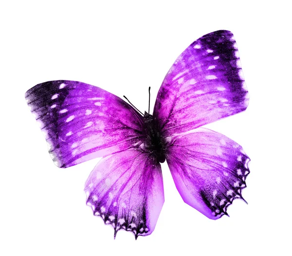 Violette Farbe Schmetterling — Stockfoto