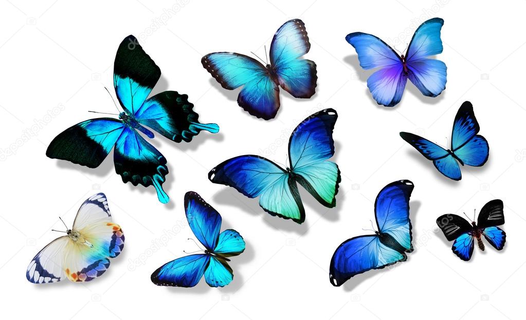 Blue butterflies flock
