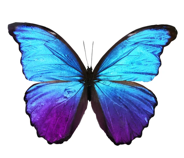 Синій колір метелик — стокове фото