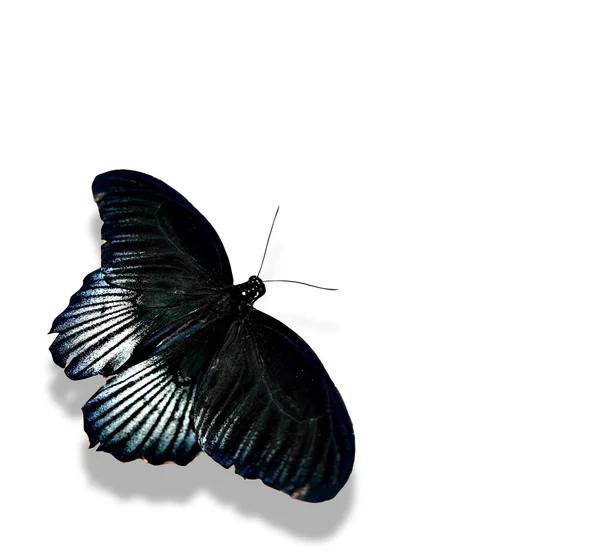 Морфо-голубая бабочка — стоковое фото