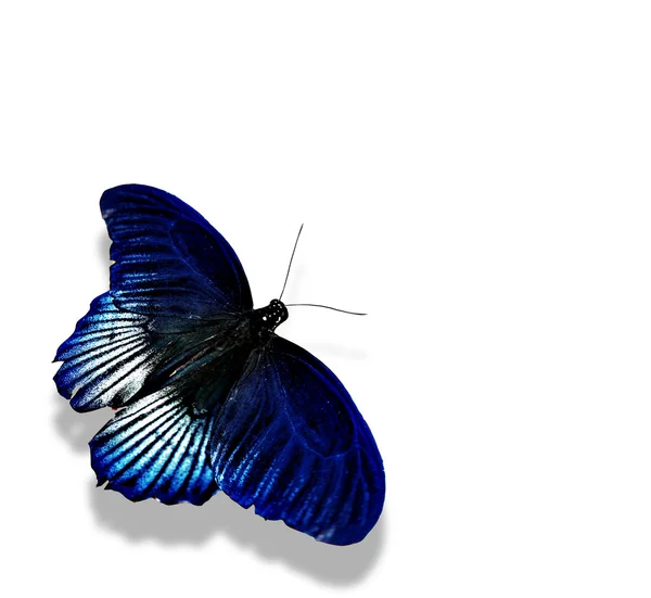 Blue color butterfly — Stock Photo, Image