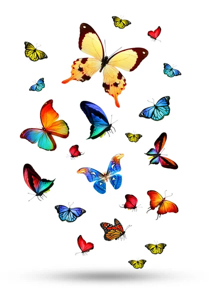 五颜六色的蝴蝶的羊群 — 图库照片