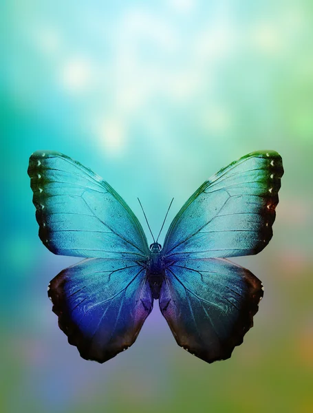 Fondo con mariposa — Foto de Stock