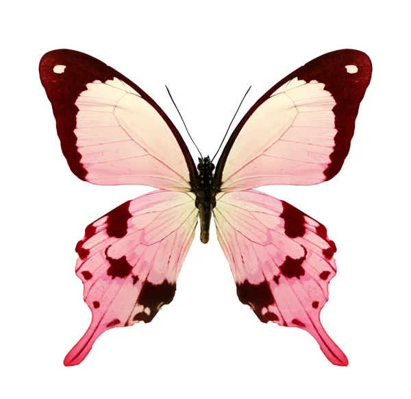 Borboleta de cor rosa — Fotografia de Stock