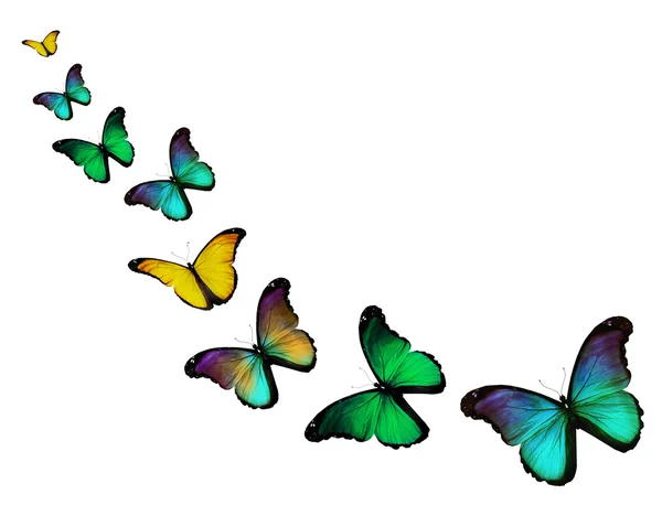 Hejno barevných motýlů — Stock fotografie