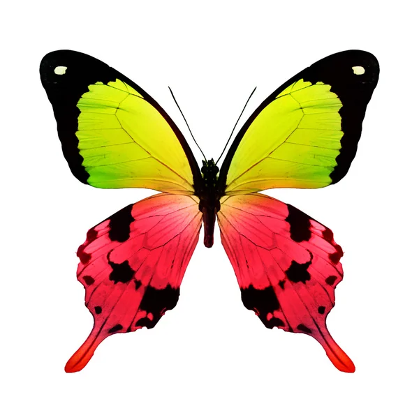 Colorful butterfly — Stock Photo, Image