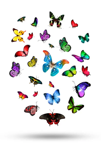 Bandada de mariposas de colores — Foto de Stock