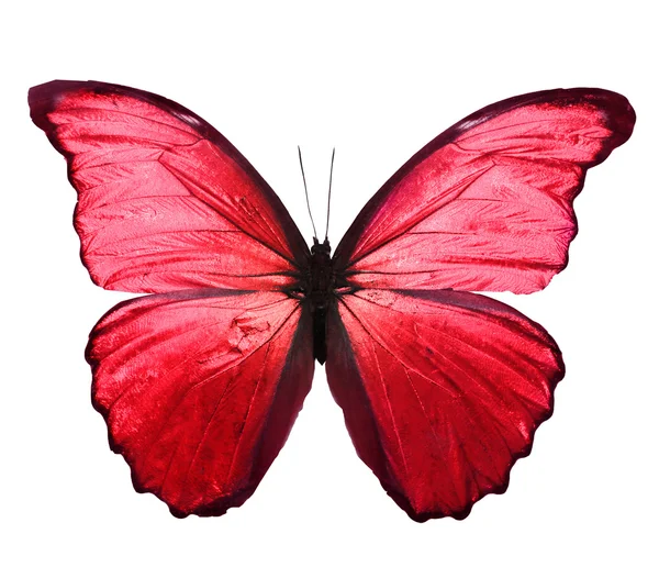 Mariposa de color rojo — Foto de Stock