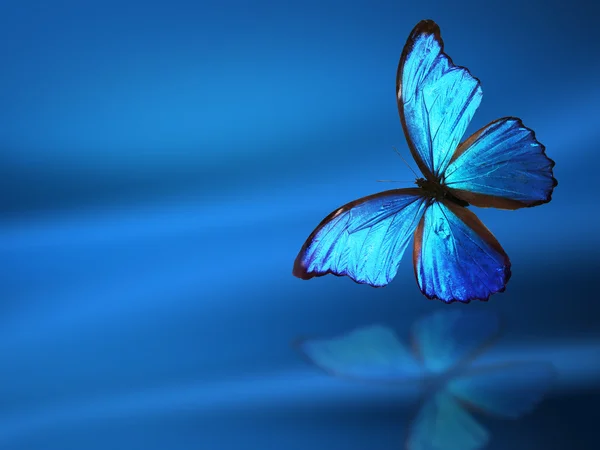 Mariposa azul sobre fondo azul —  Fotos de Stock