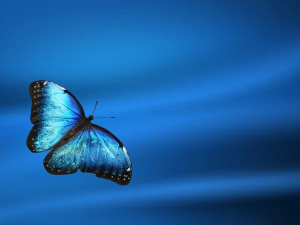 Mariposa azul sobre fondo azul — Foto de Stock