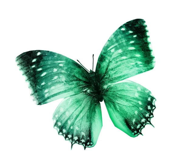 Papillon de couleur verte — Photo