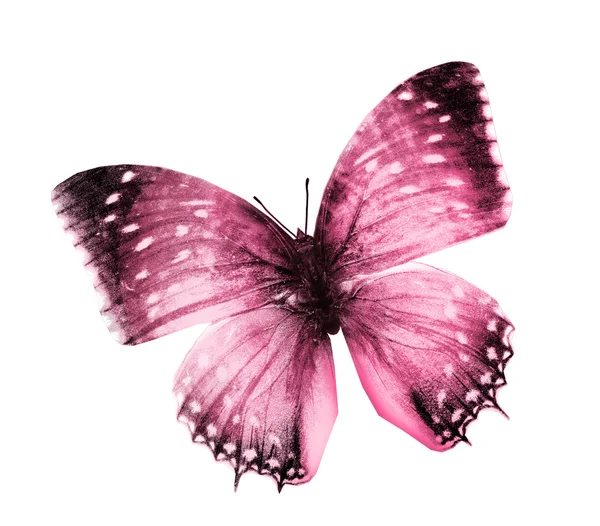 Red color butterfly — Stock Photo, Image