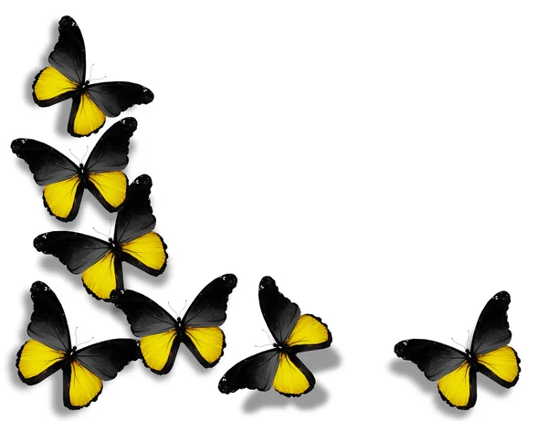 Motýli vlajka Baden — Stock fotografie