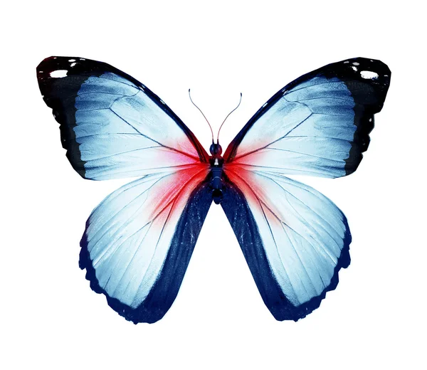 Blue color butterfly — Stock Photo, Image