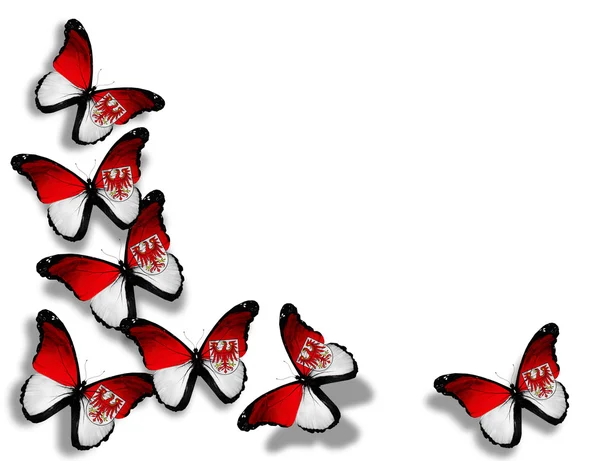 Brandenburg flagga fjärilar — Stockfoto