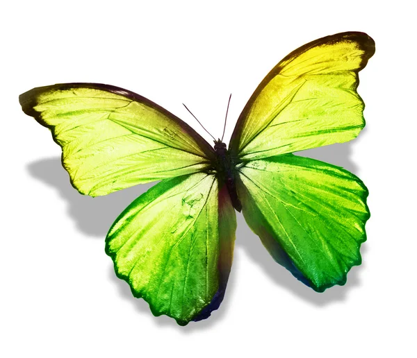 Zelená barva motýl — Stock fotografie