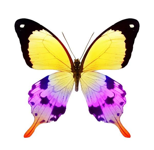 Colorful butterfly — Stock Photo, Image