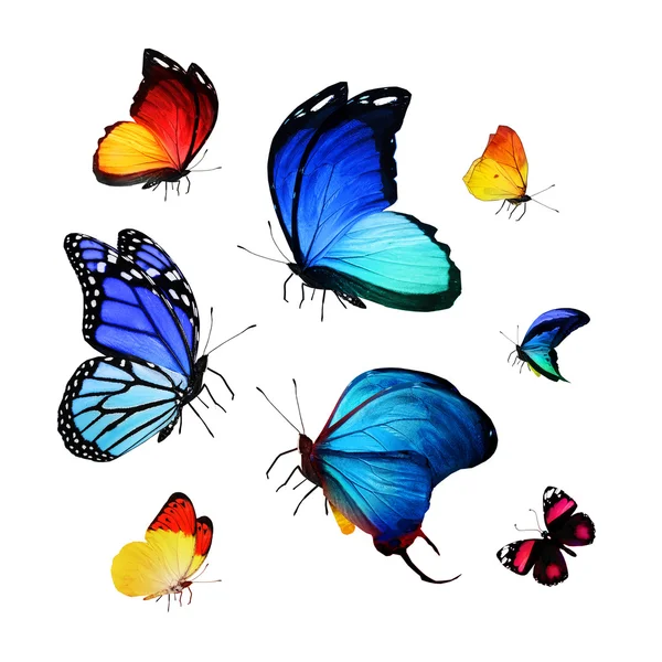 Bandada de mariposas de colores — Foto de Stock