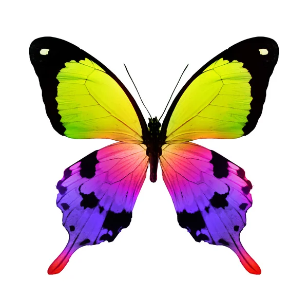 Kolorowy motyl — Zdjęcie stockowe