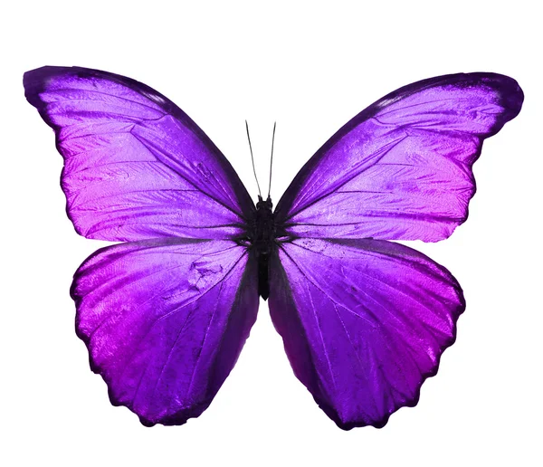 Lila färgen butterfly — Stockfoto