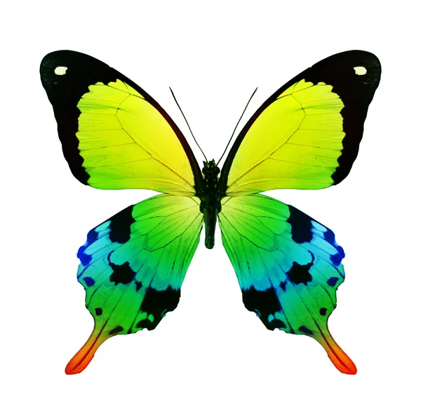 Colorful butterfly — Stock Photo, Image