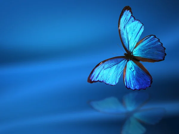 Blauer Schmetterling auf blauem Hintergrund — Stockfoto