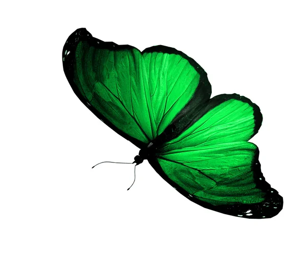 Zelená barva motýl — Stock fotografie
