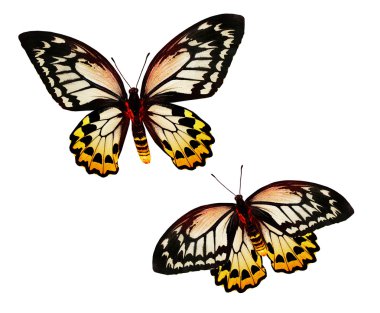 iki renkli kelebekler