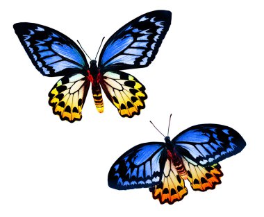 iki renkli kelebekler