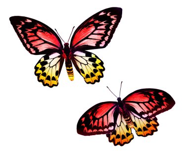 iki renkli kelebekler