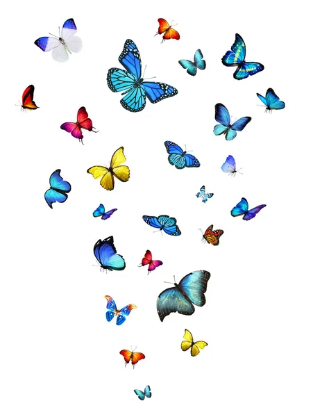 Flock of colorful butterflies — Stock Photo, Image